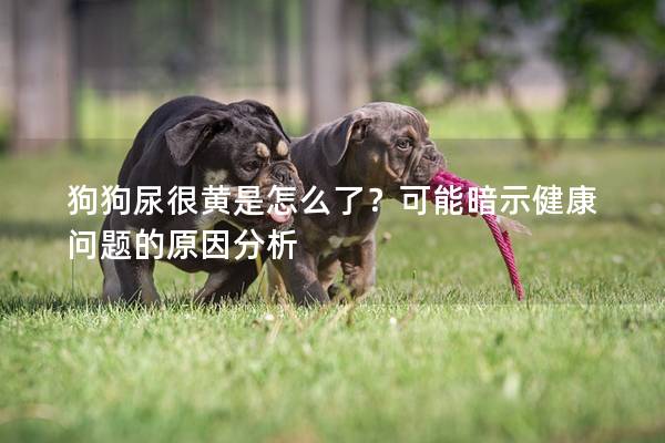 狗狗尿很黄是怎么了？可能暗示健康问题的原因分析