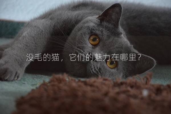 没毛的猫，它们的魅力在哪里？