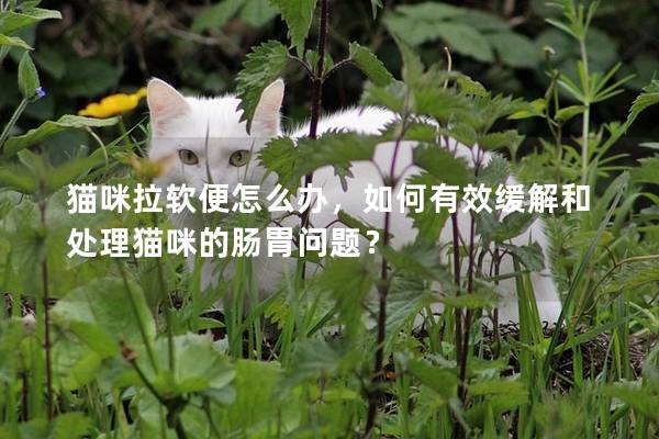 猫咪拉软便怎么办，如何有效缓解和处理猫咪的肠胃问题？