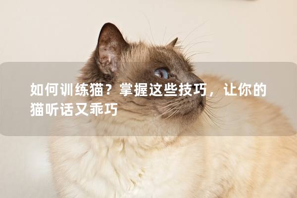 如何训练猫？掌握这些技巧，让你的猫听话又乖巧