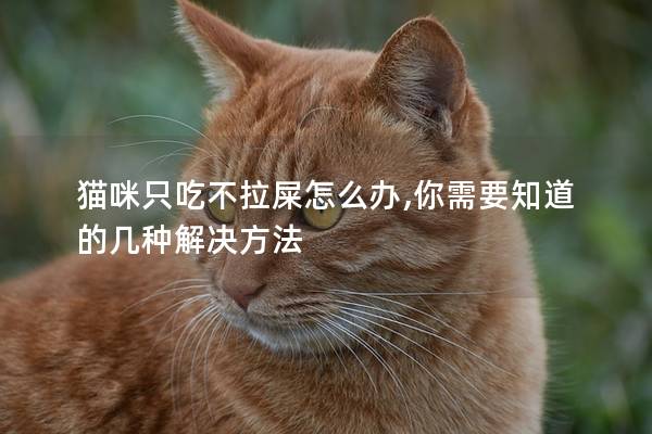 猫咪只吃不拉屎怎么办,你需要知道的几种解决方法