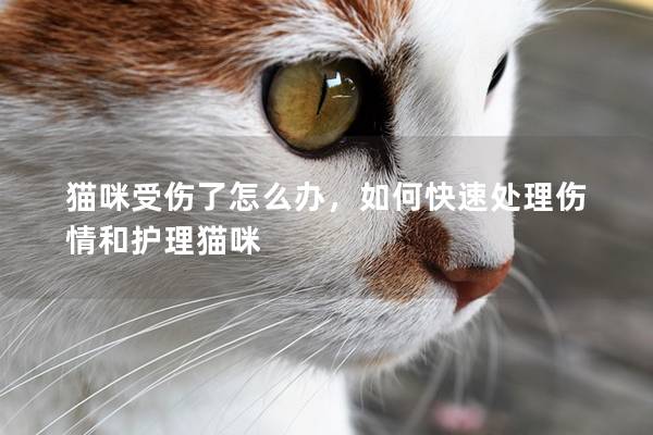 猫咪受伤了怎么办，如何快速处理伤情和护理猫咪