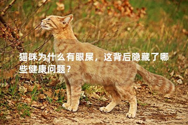 猫咪为什么有眼屎，这背后隐藏了哪些健康问题？