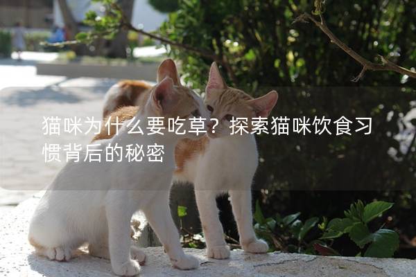 猫咪为什么要吃草？探索猫咪饮食习惯背后的秘密