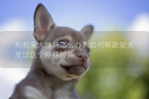 狗狗来大姨妈怎么办？如何帮助爱犬度过这个特殊时期