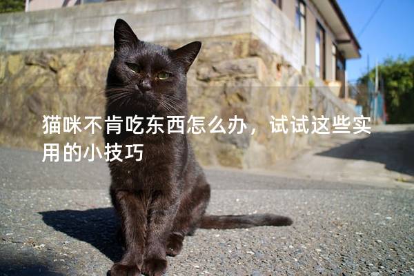 猫咪不肯吃东西怎么办，试试这些实用的小技巧