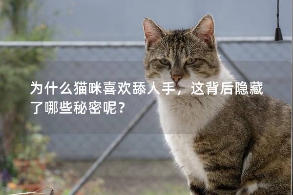 为什么猫咪喜欢舔人手，这背后隐藏了哪些秘密呢？