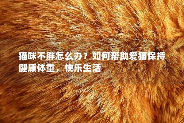 猫咪不胖怎么办？如何帮助爱猫保持健康体重，快乐生活