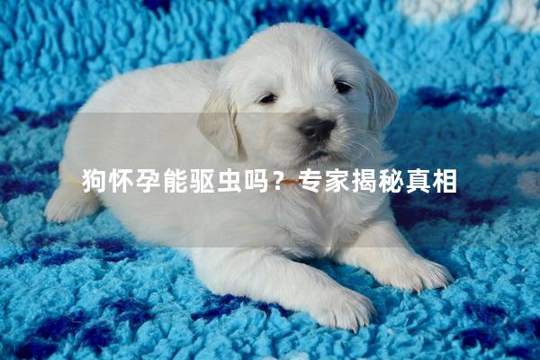 狗怀孕能驱虫吗？专家揭秘真相