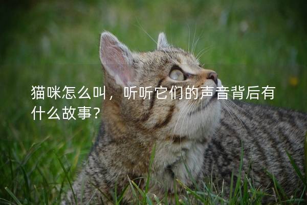 猫咪怎么叫，听听它们的声音背后有什么故事？