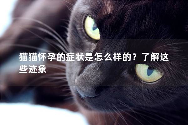 猫猫怀孕的症状是怎么样的？了解这些迹象