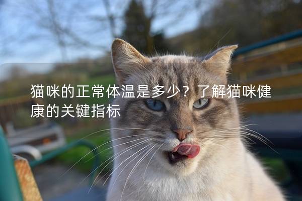 猫咪的正常体温是多少？了解猫咪健康的关键指标