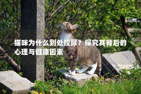 猫咪为什么到处拉尿？探究其背后的心理与健康因素