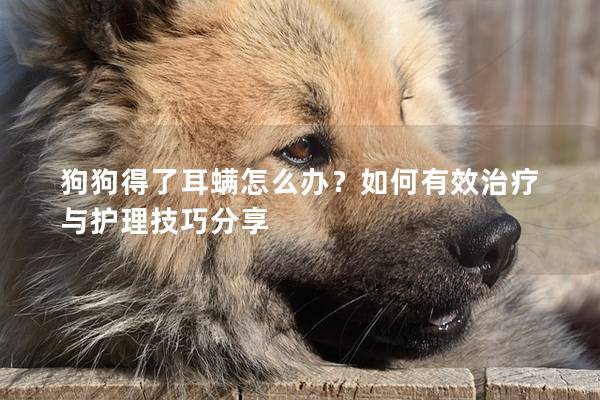 狗狗得了耳螨怎么办？如何有效治疗与护理技巧分享