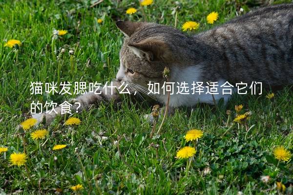 猫咪发腮吃什么，如何选择适合它们的饮食？