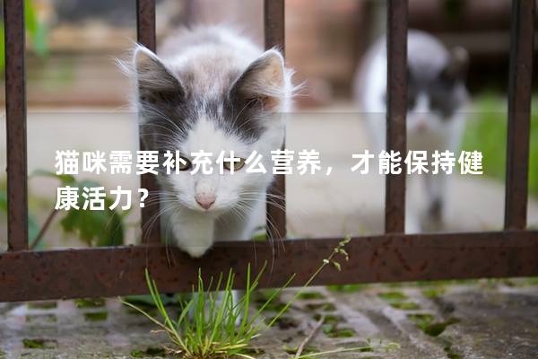 猫咪需要补充什么营养，才能保持健康活力？