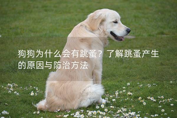 狗狗为什么会有跳蚤？了解跳蚤产生的原因与防治方法