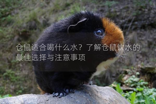 仓鼠适合喝什么水?了解仓鼠饮水的最佳选择与注意事项 仓鼠适合喝什么水?了解仓鼠饮水的最佳选择与注意事项