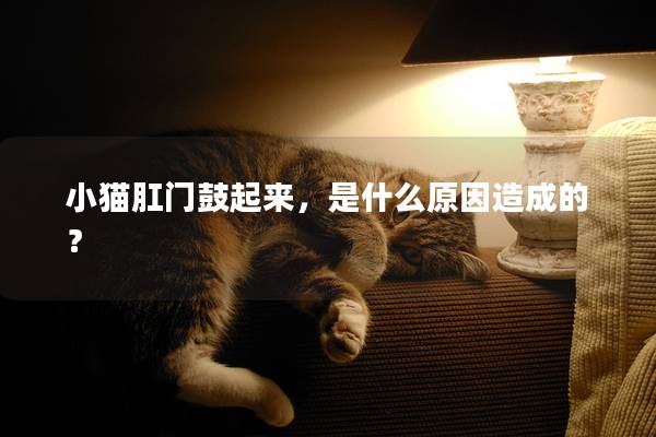 小猫肛门鼓起来，是什么原因造成的？