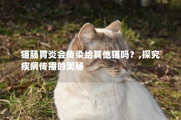 猫肠胃炎会传染给其他猫吗？,探究疾病传播的奥秘