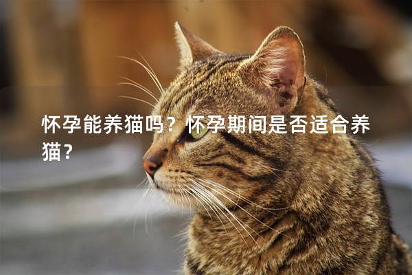 怀孕能养猫吗？怀孕期间是否适合养猫？