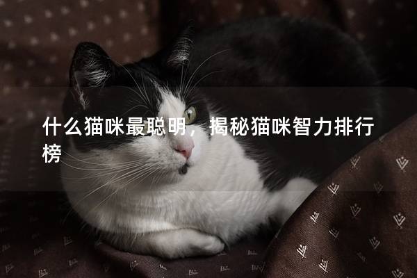 什么猫咪最聪明，揭秘猫咪智力排行榜