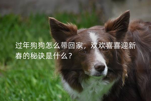 过年狗狗怎么带回家，欢欢喜喜迎新春的秘诀是什么？