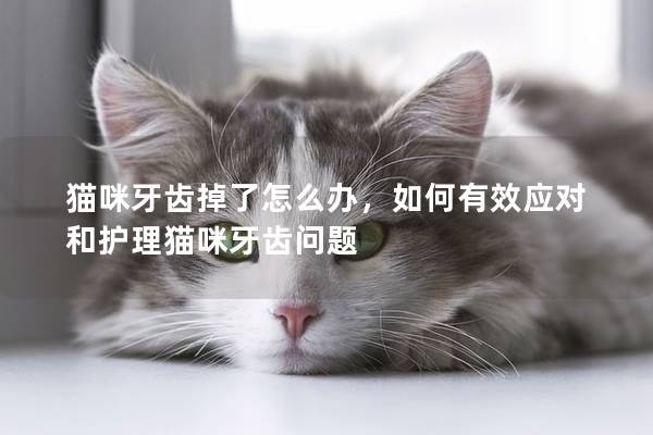 猫咪牙齿掉了怎么办，如何有效应对和护理猫咪牙齿问题