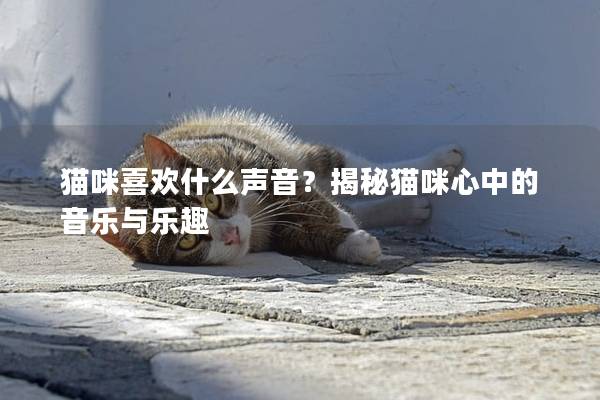 猫咪喜欢什么声音？揭秘猫咪心中的音乐与乐趣