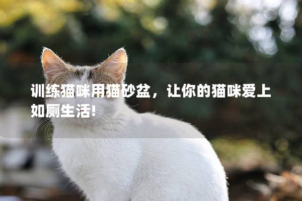 训练猫咪用猫砂盆，让你的猫咪爱上如厕生活!