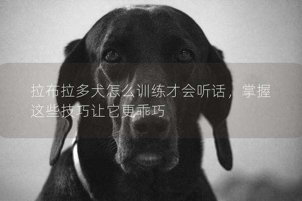 拉布拉多犬怎么训练才会听话，掌握这些技巧让它更乖巧