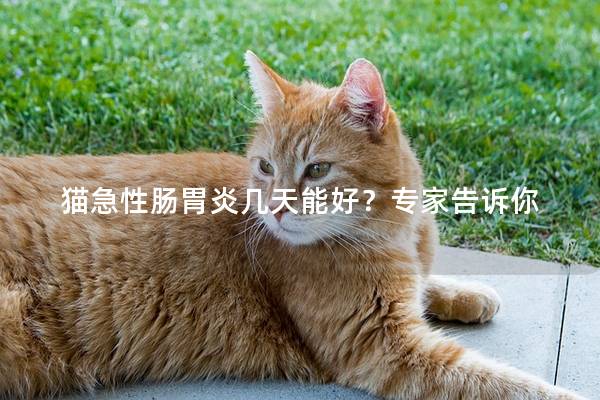 猫急性肠胃炎几天能好？专家告诉你