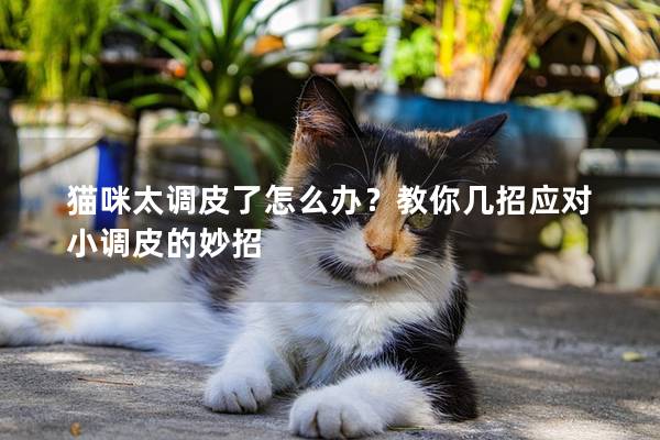 猫咪太调皮了怎么办？教你几招应对小调皮的妙招