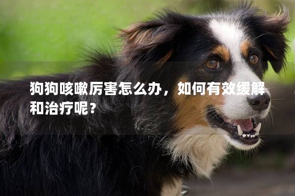 狗狗咳嗽厉害怎么办，如何有效缓解和治疗呢？