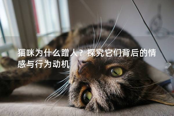 猫咪为什么蹭人？探究它们背后的情感与行为动机