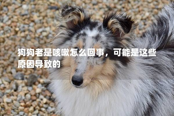 狗狗老是咳嗽怎么回事，可能是这些原因导致的