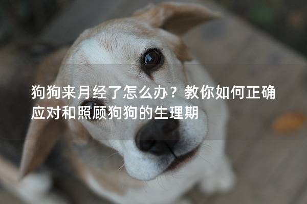 狗狗来月经了怎么办？教你如何正确应对和照顾狗狗的生理期