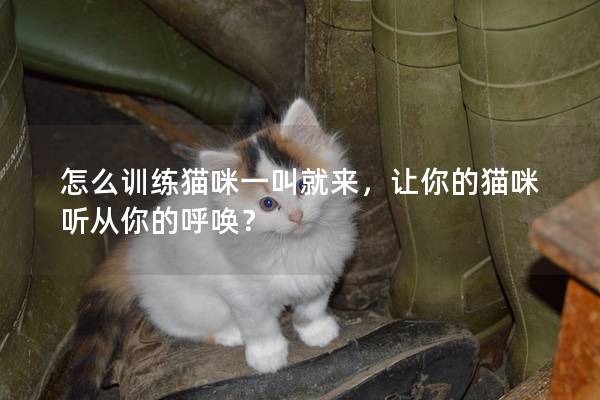 怎么训练猫咪一叫就来，让你的猫咪听从你的呼唤？