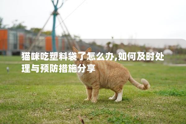 猫咪吃塑料袋了怎么办,如何及时处理与预防措施分享