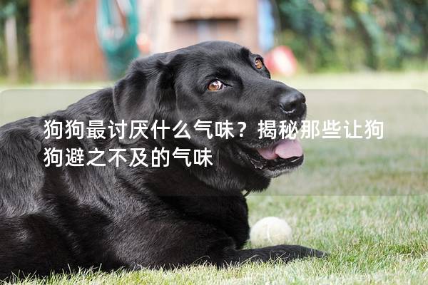 狗狗最讨厌什么气味？揭秘那些让狗狗避之不及的气味