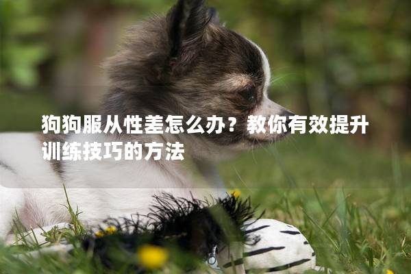 狗狗服从性差怎么办？教你有效提升训练技巧的方法