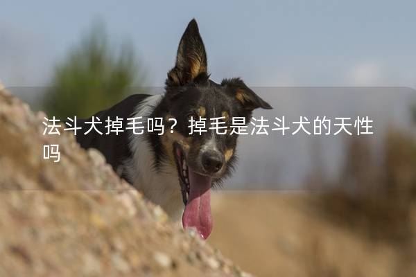 法斗犬掉毛吗？掉毛是法斗犬的天性吗