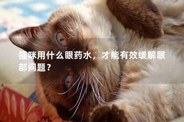 猫咪用什么眼药水，才能有效缓解眼部问题？