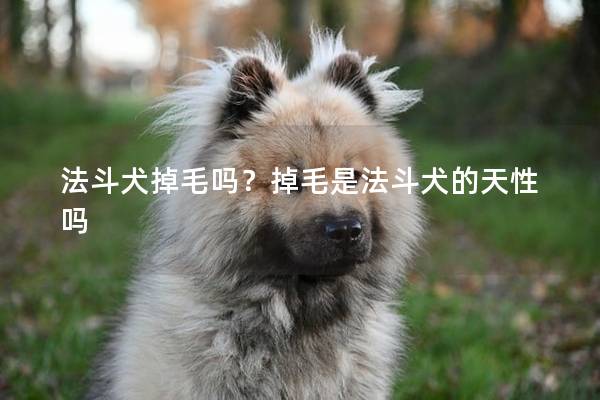 法斗犬掉毛吗？掉毛是法斗犬的天性吗