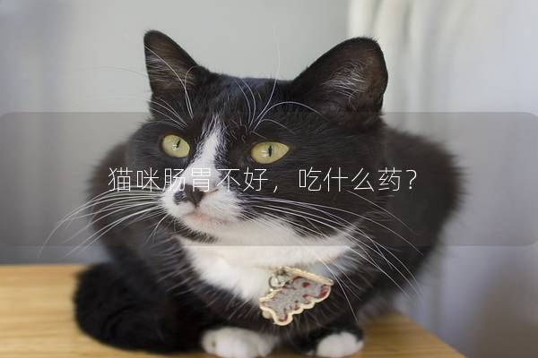 猫咪肠胃不好，吃什么药？