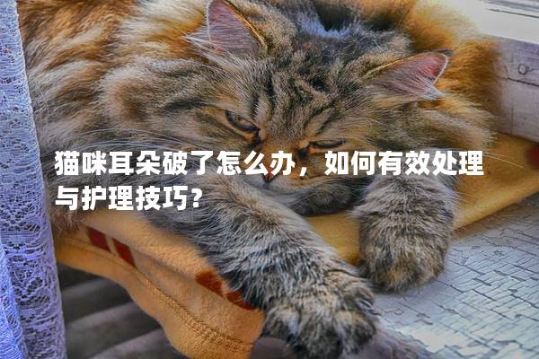 猫咪耳朵破了怎么办，如何有效处理与护理技巧？