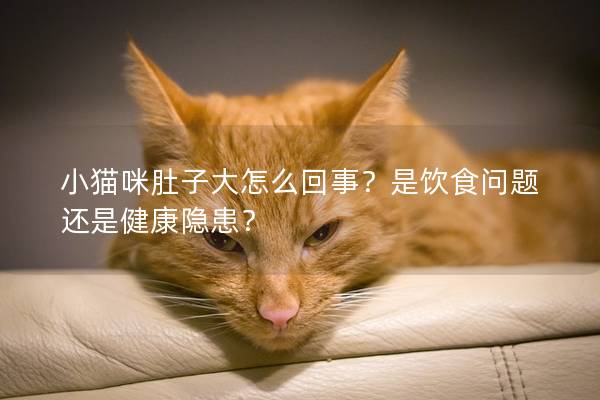 小猫咪肚子大怎么回事？是饮食问题还是健康隐患？