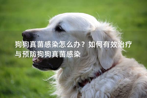 狗狗真菌感染怎么办？如何有效治疗与预防狗狗真菌感染