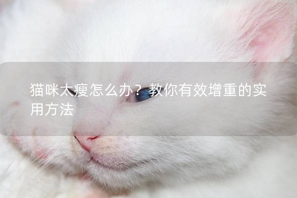 猫咪太瘦怎么办？教你有效增重的实用方法