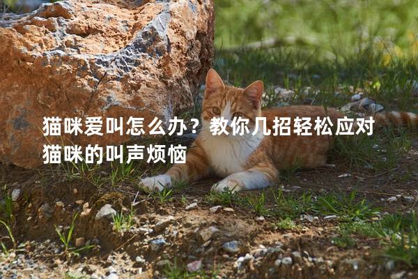 猫咪爱叫怎么办？教你几招轻松应对猫咪的叫声烦恼